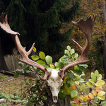 Stará Obora – daněk 2014 – 222,63 CIC