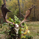 Stará Obora – daněk 2014 – 222,63 CIC