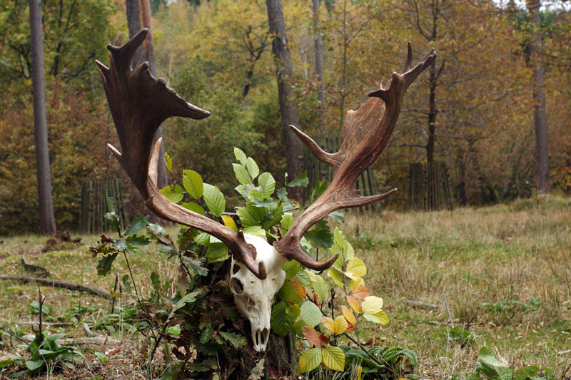 Lovci, lovy, trofeje