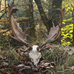 daněk – Stará Obora 2014 – 222,20 CIC