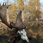 daněk – Stará Obora 2014 – 222,20 CIC