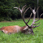 Jelen 244,47 CIC – září 2014 – Poněšická obora