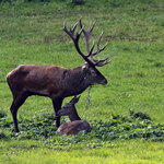 Poněšická Obora - jelení zvěř