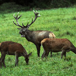 Poněšická Obora - jelení zvěř