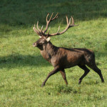 Poněšická Obora - jelení zvěř