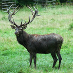 Poněšická Obora - jelení zvěř