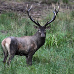 Poněšická Obora - jelení zvěř