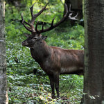 Poněšická Obora - jelení zvěř