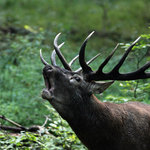 Poněšická Obora - jelení zvěř