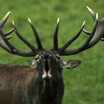 Poněšická Obora - jelení zvěř