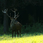 Poněšická Obora - jelení zvěř