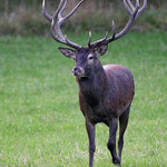 Poněšická Obora - jelení zvěř