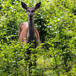 Poněšická Obora - jelení zvěř