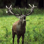 Poněšická Obora - jelení zvěř