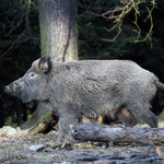 Stará obora - černá zvěř