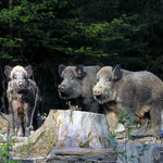 Stará obora - černá zvěř