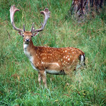 Stará obora - daňčí zvěř