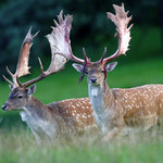 Stará obora - daňčí zvěř