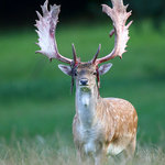 Stará obora - daňčí zvěř