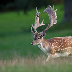 Stará obora - daňčí zvěř