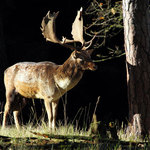 Stará obora - daňčí zvěř