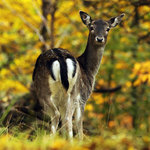 Stará obora - daňčí zvěř