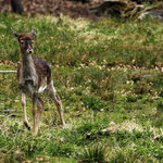 Stará obora - daňčí zvěř