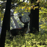 Stará obora - daňčí zvěř