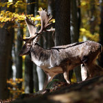 Stará obora - daňčí zvěř