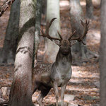 Stará obora - daňčí zvěř