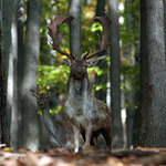 Stará obora - daňčí zvěř