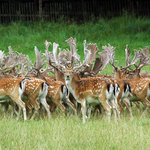 Stará obora - daňčí zvěř