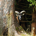 Stará obora - mufloní zvěř