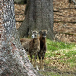 Stará obora - mufloní zvěř