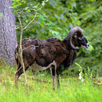 Stará obora - mufloní zvěř